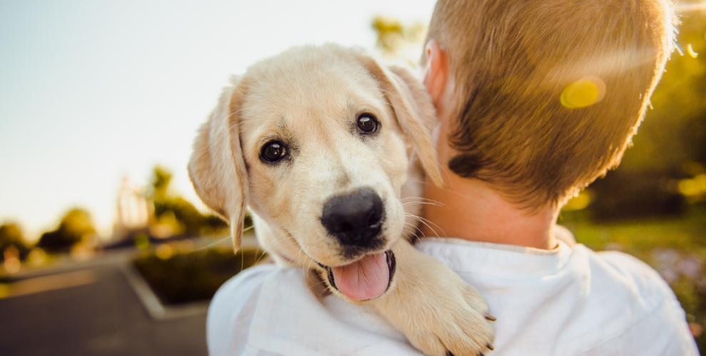 Imunoterapia testada em cães poderá salvar vidas de crianças com cancro ósseo