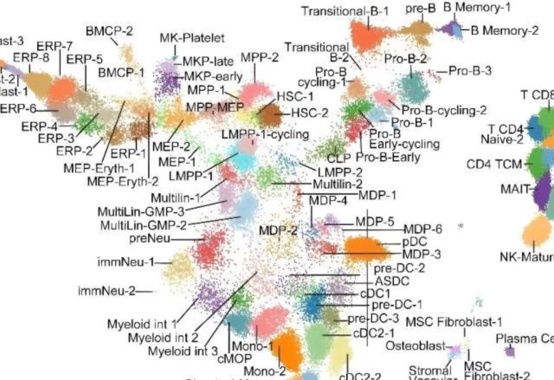 Atlas da medula óssea em crianças ajuda a melhorar a investigação em leucemia pediátrica